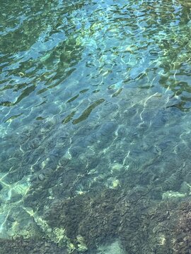 Clear sea turquoise water with algae.