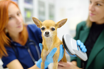 Vets checks microchip implant using scanner device under the skin of little chihuahua dog during appointment. The lost pet was brought to the veterinary hospital to find the owner