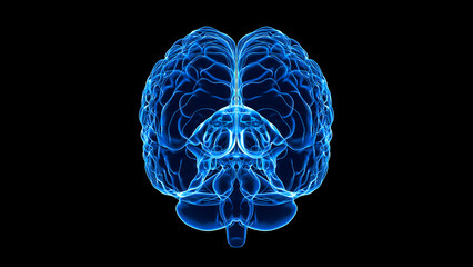 Human Brain X-Ray: Anatomy, Medicine and Science concept