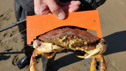 measuring a Dungeness crab