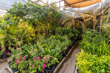 Plant stall at Al Mina Market  in Abu Dhabi, United Arab Emirates. - 762747645