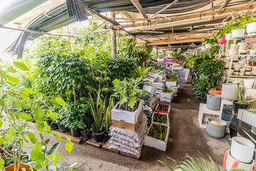 Gardening stall at Al Mina Market  in Abu Dhabi, United Arab Emirates. - 762747859