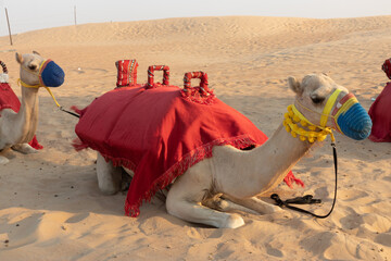 Camel waiting for a tourist ride in a desert of United Arab Emirates