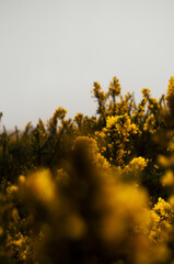 flowers Madeira Island