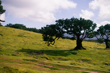 landscape with trees Madeira Island