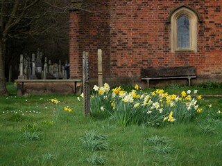 Church Graveyard with Spring Daffodils