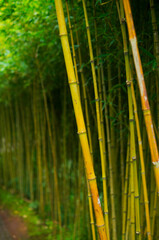 bamboo forest background Madeira Island