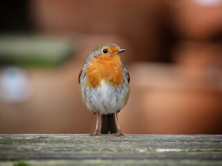 Robin perched on a Bench