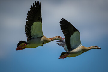 Egyptian geese flying together