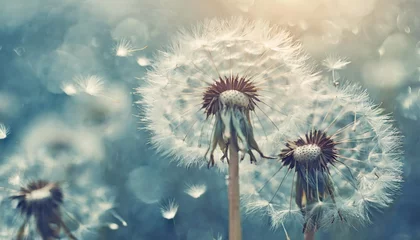  dreamy dandelions blowball flowers seeds fly in the wind against sunlight vintage dusty blue pastel toned macro soft focus image of spring nature greeting card background © Patti