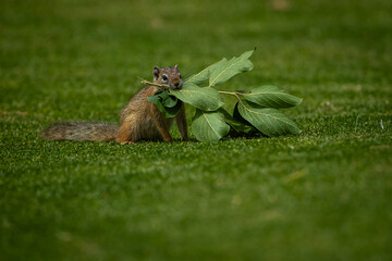 squirrel on the grass with a branch in its mouth