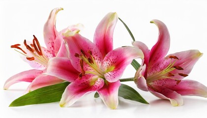 Obraz na płótnie Canvas three wonderful pink lily with a bud isolated on white background including clipping path without shade