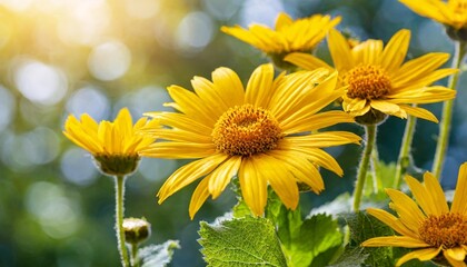 arnica plants for alternative medicine transparency background