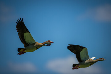 Egyptian geese flying together