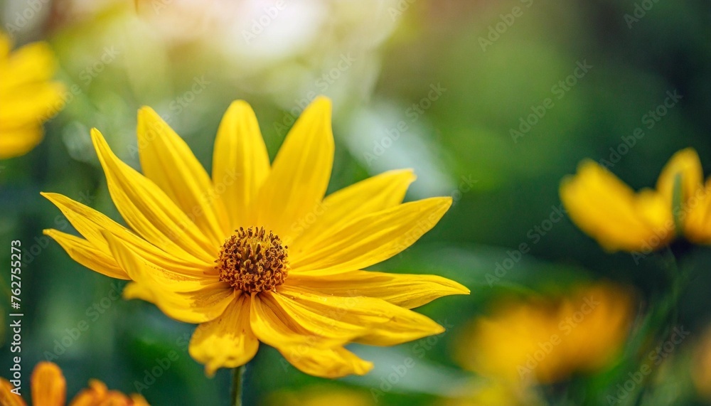 Wall mural beautiful yellow flowers and petals in the summer garden