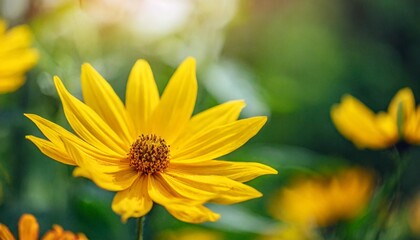 Obraz premium beautiful yellow flowers and petals in the summer garden