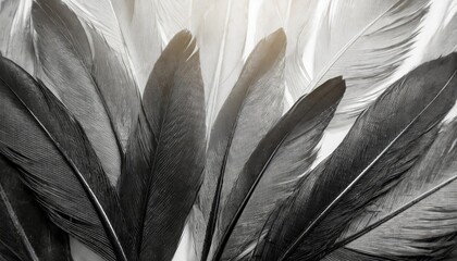beautiful abstract black feathers on white background and soft white feather texture on white...