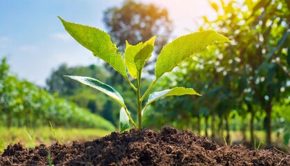 growing green trees in the field of agricultural science technology