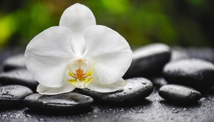 Naklejka na ściany i meble white orchid flowers on black stones