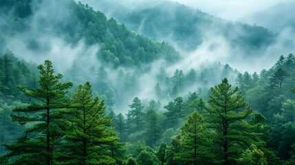Pine tree forest in the mountain mist - obrazy, fototapety, plakaty