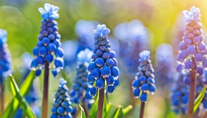 blue buds flowers muscari armeniacum or grape hyacinth - obrazy, fototapety, plakaty