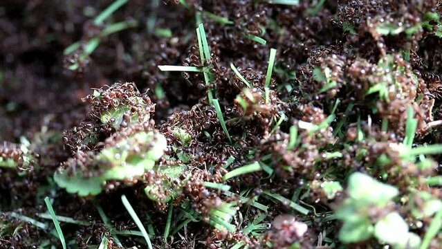 Un groupe de fourmis s'activent en société, scène de nature.