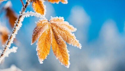 beautiful winter background with a leaf covered with hoarfrost in nature in the snow
