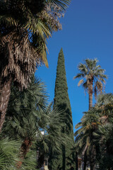 cypresses and palms