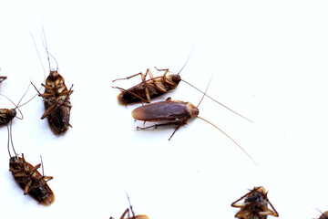 Group of dead cockroach on white background