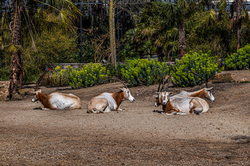 Algazel (Oryx dammah) is an antelope in Amsterdam Artis Zoo. Amsterdam Artis Zoo is oldest zoo in...