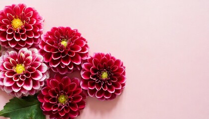 beautiful dahlia flowers on side of pastel pink background