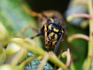 Large yellow striped Wasp or Hornet with large faceted compound eyes on a green leaf. Side view. Macro photography of insects, selective focus, copy space.