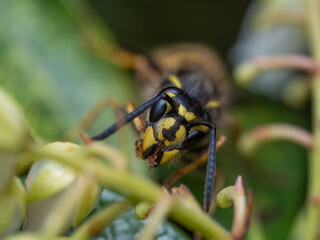 Large yellow striped Wasp or Hornet with large faceted compound eyes on a green leaf. Side view. Macro photography of insects, selective focus, copy space.
