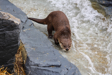 Giant otter in zoo ecomuseum in Montreal