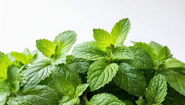 food photography background banner kitchen herb mint isolated on white background
