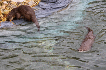 Giant otter in zoo ecomuseum in Montreal