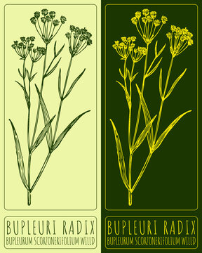 Drawing BUPLEURI RADIX. Hand drawn illustration. The Latin name is BUPLEURUM SCORZONERIFOLIUM WILLD.