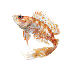 cute goby fish vector illustration in watercolour style