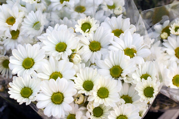 Fresh,many bouquet of daisy in wrapped packages,top view