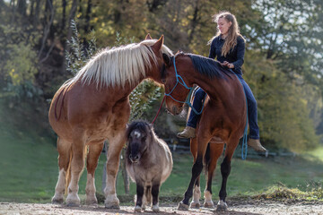 Friendship between a woman and her horses: Random horsemanship paddock scene