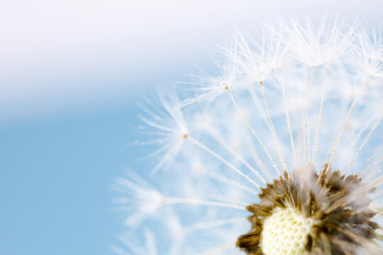 Macro photography of a dandelion flower in closeup, with seeds blowing in the wind against a backdrop of a blue sky and clouds in the natural landscape