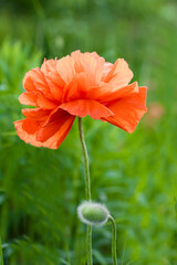 A close up of a vibrant red poppy flower in a grassland setting with a green background. This flowering plant belongs to the rose family and is an annual plant, adding beauty to the natural landscape