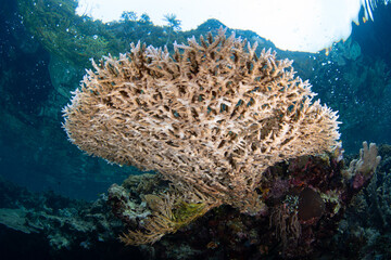 Fototapeta na wymiar A fragile but fast growing table coral grows on a biodiverse reef in Raja Ampat, Indonesia. This tropical region is known as the heart of the Coral Triangle due to its incredible marine biodiversity.
