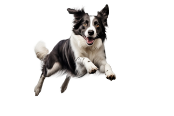 Black and white border collie jumping, isolated on white, transparent background. Portret of purebred dog, australian shepherd, pet. 