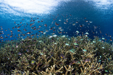 Damselfish feed on zooplankton above a shallow, biodiverse reef in Raja Ampat, Indonesia. This tropical region is known as the heart of the Coral Triangle due to its incredible marine biodiversity.