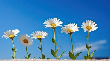 Stages of growth and flowering of a daisy, blue sky background, life concept.


