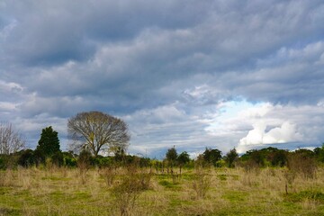 landscape with trees and clouds