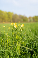 A cluster of bright yellow flowers bloom among the lush grass in a vast field, creating a beautiful natural landscape under the clear blue sky