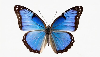 blue lycaenidae butterfly isolated on white background 02 - obrazy, fototapety, plakaty