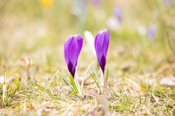 Purple crocus flowers in spring